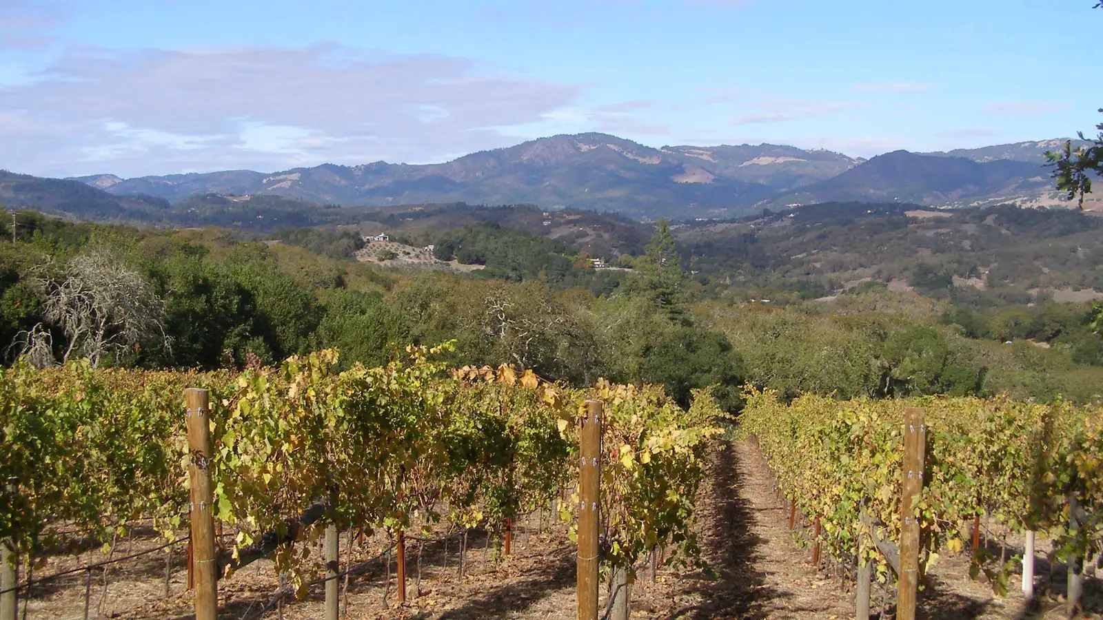 Rows of vineyard vines on Sonoma Mountain with the Mayacamas Mountains in the distance